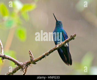 Große Sapphirewing (Pterophanes Cyanopterus) männlich, PNN Los Nevados, Manizales, Caldas Stockfoto