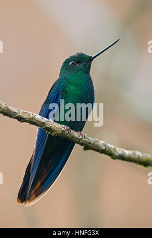 Große Sapphirewing (Pterophanes Cyanopterus) männlich, PNN Los Nevados, Manizales, Caldas Stockfoto