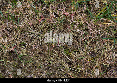 Roter Faden, Laetisaria Fuciformis, Schäden und Stromata aus der Krankheit auf dem Rasen Rasen Stockfoto