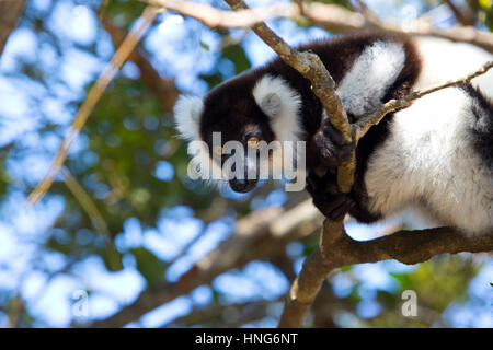 Der Indri ist der größte lebende Lemur. Schwarz und weiß in der Farbe, der Indri ist berühmt für seine unheimliche heulen, das klingt ein bisschen wie das Lied von einem Buckelwal Stockfoto