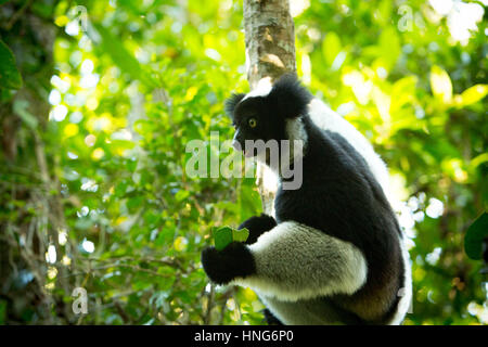 Indri Lemuren ein Blatt im Vakoma National Park zu essen. Der Indri ist der größte lebende Lemur. Schwarz und weiß in der Farbe, der Indri ist berühmt für seine unheimliche Stockfoto