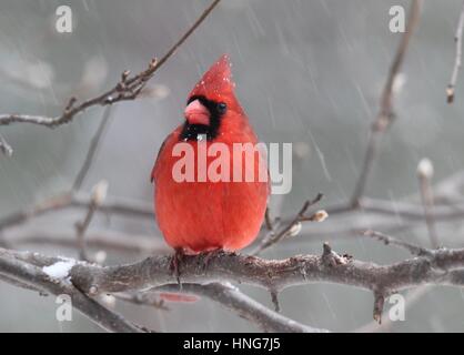 Eine helle rote nördlichen Kardinal (Cardinalis Cardinalis) Beherbergung in Ästen während des Wintersturms Stockfoto