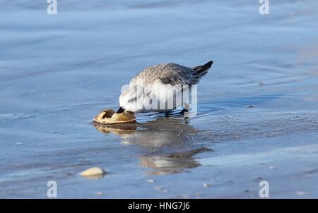 Ein Sanderling Fütterung auf eine Krabbe bei Ebbe im winter Stockfoto