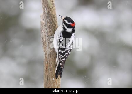 Eine männliche Dunenspecht (Picoides Pubescens) hocken auf einem Ast Stockfoto