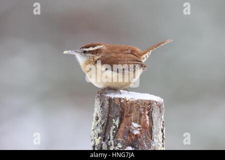 Ein Carolina Zaunkönig (Thryothorus sich) im Winter hocken Stockfoto