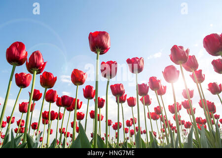 Blumenbeet mit roten Tulpen. Blumen von unten geschossen. Sonne durch die Tulpen. Tulpen auf Himmelshintergrund. Stockfoto