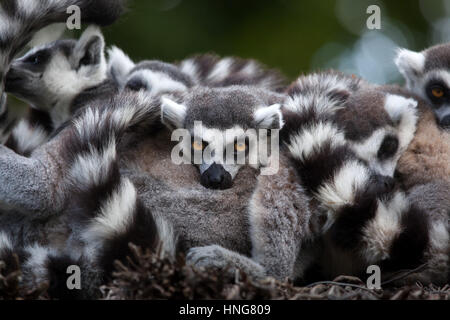Katta (Lemur Catta) im La Fleche Zoo im Loire-Tal, Frankreich. Stockfoto