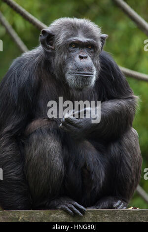 Gemeinsame Schimpanse (Pan Troglodytes), auch bekannt als robuste Schimpansen im Zoo von La Fleche im Loire-Tal, Frankreich. Stockfoto