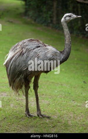 Größere Rhea (Rhea Americana), auch bekannt als der amerikanische Rhea. Stockfoto