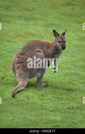 Red-necked Wallaby (Macropus Rufogriseus), auch bekannt als das Bennett-Wallaby. Stockfoto