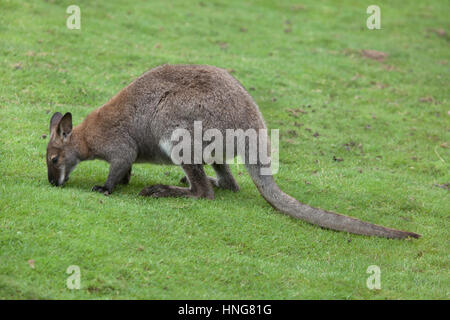 Red-necked Wallaby (Macropus Rufogriseus), auch bekannt als das Bennett-Wallaby. Stockfoto