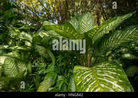 natürlichen Umgebung von dieffenbachia Stockfoto