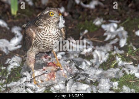 Weibliche eurasischen Sperber (Accipiter Nisus), aka nördlichen Sperber oder einfach Sperber Essen frisch getötet Ringeltaube London Garten; Winter-t Stockfoto