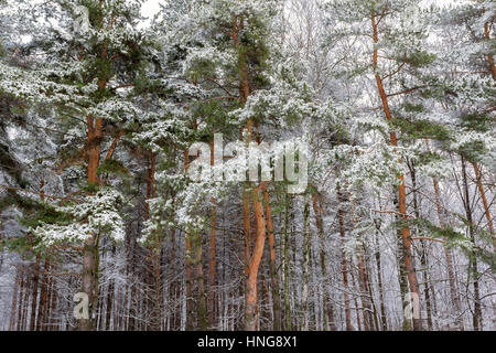 Verschneiten Winterwald. Stockfoto