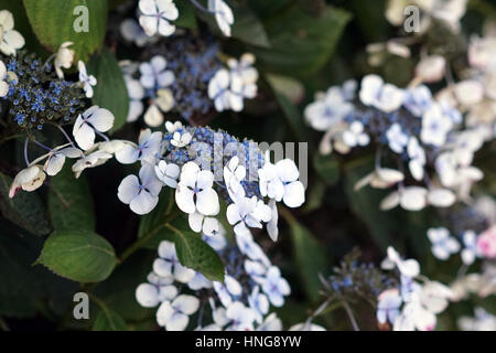 Blasse Blaue Hortensie Blumen und Busch im Garten Stockfoto