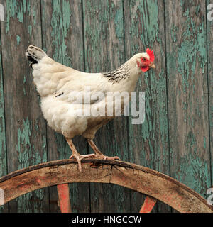 leichte Sussex Henne Stockfoto