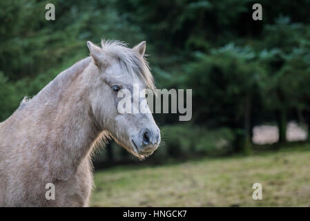 Ein wildes Pony Bodmin Moor steht im rauen Lebensraum von groben Tor auf Bodmin Moor in Cornwall. Stockfoto