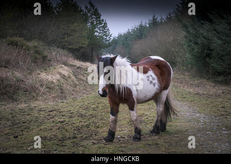 Ein wildes Pony Bodmin Moor steht im rauen Lebensraum von groben Tor auf Bodmin Moor in Cornwall. Stockfoto