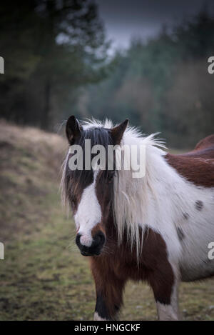 Ein wildes Pony Bodmin Moor steht im rauen Lebensraum von groben Tor auf Bodmin Moor in Cornwall. Stockfoto