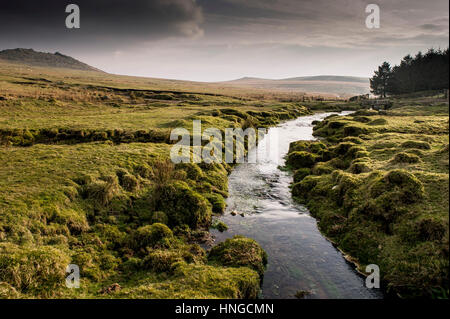 Ein kleiner Fluss läuft durch sumpfigen Boden auf grobe Tor, als ein Gebiet von außergewöhnlicher natürlicher Schönheit auf Bodmin Moor in Cornwall bezeichnet. Stockfoto