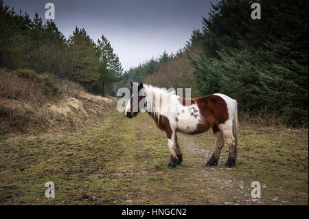 Ein wildes Pony Bodmin Moor steht im rauen Lebensraum von groben Tor auf Bodmin Moor in Cornwall. Stockfoto