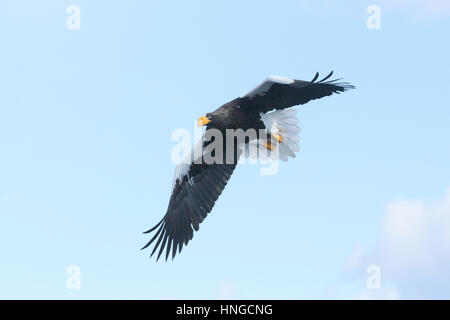 Erwachsenen Steller Seeadler (Haliaeetus Pelagicus) während des Fluges in Hokkaido, Japan. Eine massive sibirische Raptor, weltweit größten Adler, Überwinterung auf dem Meereis Stockfoto