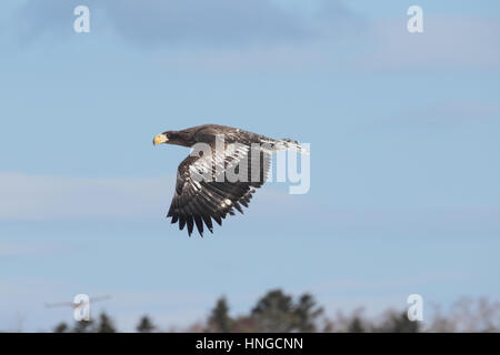 Unreife Steller Seeadler (Haliaeetus Pelagicus) während des Fluges in Hokkaido, Japan. Eine massive sibirische Raptor, der weltweit größten Adler Stockfoto