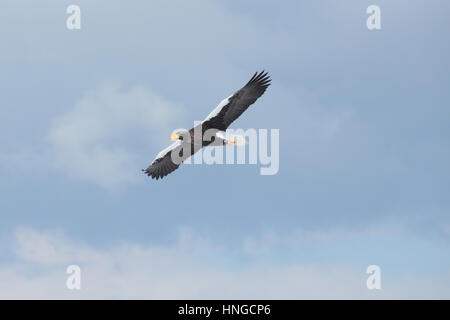 Erwachsenen Steller Seeadler (Haliaeetus Pelagicus) während des Fluges in Hokkaido, Japan. Eine massive sibirische Raptor, weltweit größten Adler, Überwinterung auf dem Meereis Stockfoto