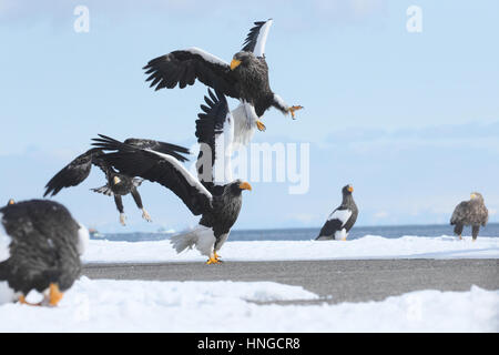 Weitwinkel von Erwachsenen Steller Seeadler (Haliaeetus Pelagicus) kämpfen auf der Hafenmauer in Hokkaido, Japan. Weltweit größte Adler. Stockfoto