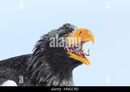 Nahaufnahme der Erwachsenen Steller Seeadler (Haliaeetus Pelagicus) in Hokkaido, Japan, Essen Tintenfisch. Die weltweit größten Adler, Überwinterung auf dem Meereis Stockfoto