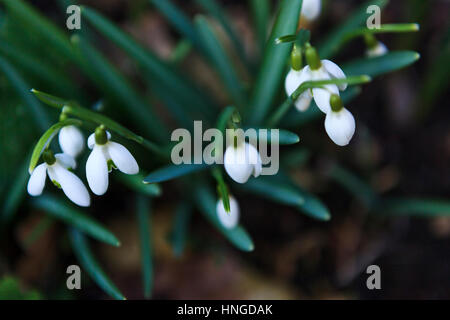 Cluster von Schneeglöckchen (Galanthus Nivalis) im Garten von oben geschossen Stockfoto