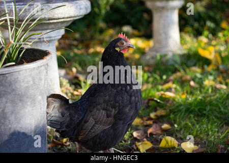 Huhn im Garten Stockfoto