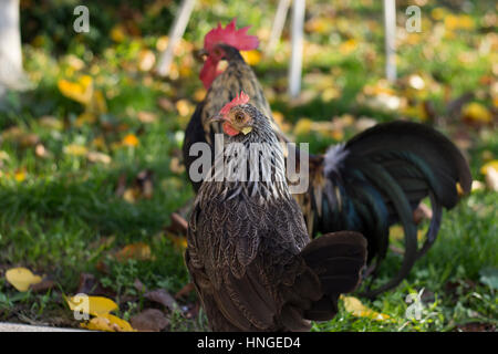 Huhn im Garten Stockfoto