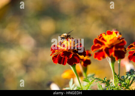 Biene auf eine Ringelblume Stockfoto