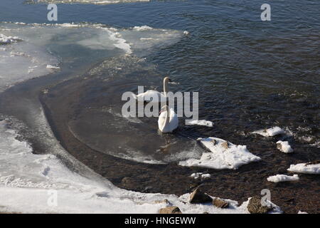 Paar Schwäne in einem offenen Bereich an der Donau bei Deggendorf im Winter mit Eis, Bayern Deutschland Europa. Foto: Willy Matheisl Stockfoto