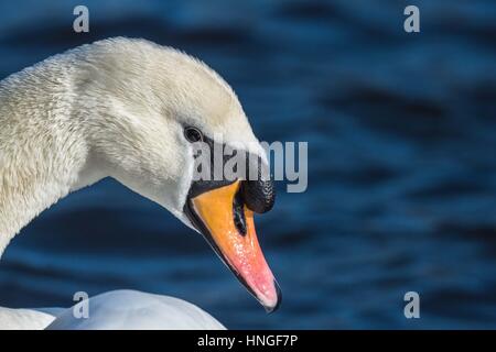 Höckerschwan. Stockfoto