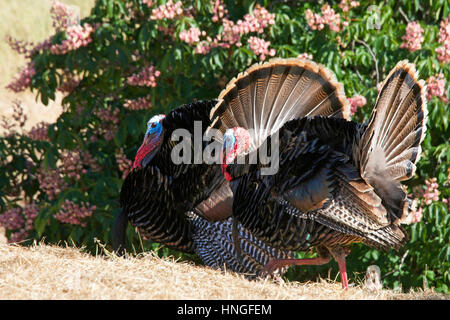 Zwei männliche Puten stolzieren nebeneinander in Richtung der Weibchen in Hayward, Kalifornien. Wilde Truthähne. Stockfoto