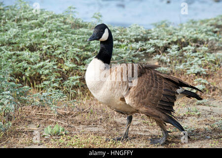 Kanada-Gans, wissenschaftlicher Name Branta Canadensis, mit einem gebrochenen linken Flügel. Vögel haben Knochen hallow, und sie heilen schnell, also gebrochene Flügeln nicht prop Stockfoto