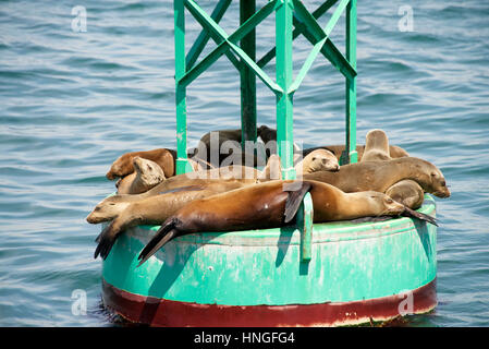 Seelöwen und Jährlinge ruht auf einem grünen Bouy vor der Küste, während die Erwachsenen in der Nähe von Fischen. Stockfoto