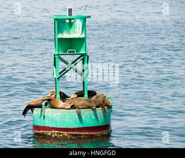 Seelöwen und Jährlinge ruht auf einem grünen Bouy vor der Küste, während die Erwachsenen in der Nähe von Fischen. Stockfoto