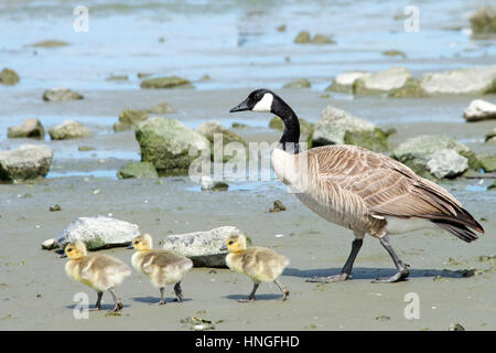 Weibliche Mutter Kanadische Gans zu Fuß mit ihrem jungen Gänsel, ihnen zu zeigen, wie Sie essen, Gänsel nach Mama Stockfoto