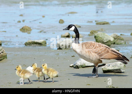 Weibliche Mutter Kanadische Gans zu Fuß mit ihrem jungen Gänsel, ihnen zu zeigen, wie Sie essen, Gänsel nach Mama Stockfoto