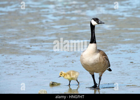 Weibliche Mutter Kanadische Gans zu Fuß mit ihrem jungen Gänsel, ihnen zu zeigen, wie Sie essen, Gänsel nach Mama Stockfoto