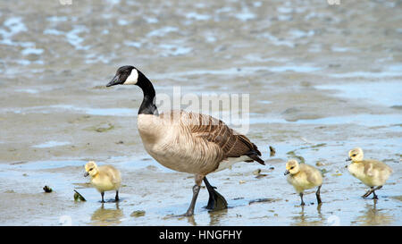 Weibliche Mutter Kanadische Gans zu Fuß mit ihrem jungen Gänsel, ihnen zu zeigen, wie Sie essen, Gänsel nach Mama Stockfoto