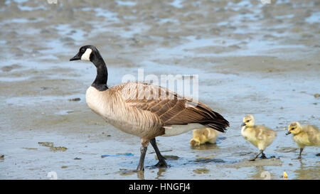 Weibliche Mutter Kanadische Gans zu Fuß mit ihrem jungen Gänsel, ihnen zu zeigen, wie Sie essen, Gänsel nach Mama Stockfoto