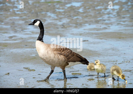 Weibliche Mutter Kanadische Gans zu Fuß mit ihrem jungen Gänsel, ihnen zu zeigen, wie Sie essen, Gänsel nach Mama Stockfoto