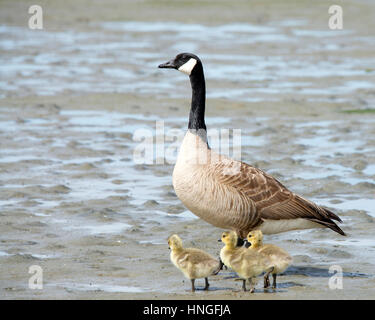 Weibliche Mutter Kanadische Gans zu Fuß mit ihrem jungen Gänsel, ihnen zu zeigen, wie Sie essen, Gänsel nach Mama Stockfoto