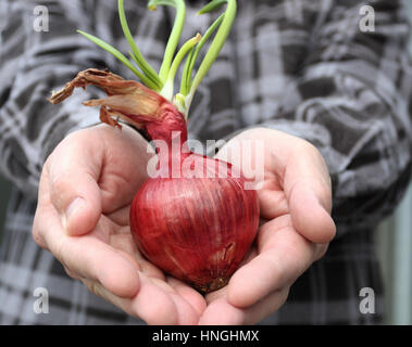 Hand mit Gemüsezwiebeln mit neue Triebe sprießen Stockfoto