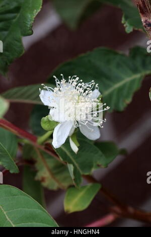 Nahaufnahme der Blüte Guave oder bekannt als Guave guajava Stockfoto