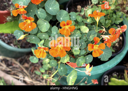 Kapuzinerkresse Pflanze auch bekannt als Tropaeolum Majus mit Blumen wachsen in einem Topf Stockfoto